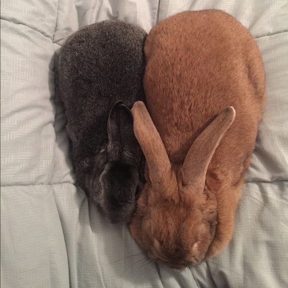 Meet your Posher, Darby - Picture 5 of 5